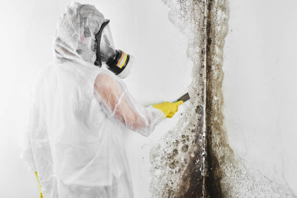 Best Certified Mold Removal  in East Patchogue, NY