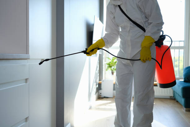 Best Toxic Mold Removal  in East Patchogue, NY