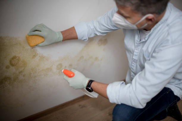 Best Commercial Mold Removal  in East Patchogue, NY