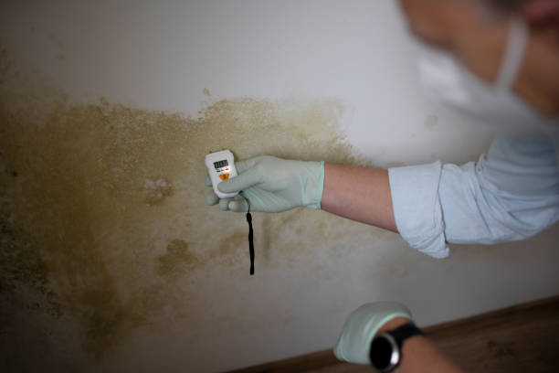 East Patchogue, NY Mold Removal Company
