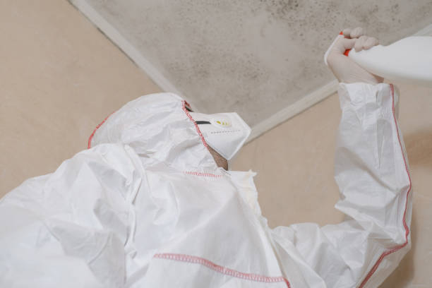 Mold Removal Process in East Patchogue, NY