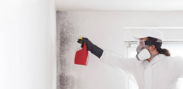 Best Professional Mold Removal  in East Patchogue, NY